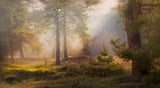 Morning light Poster och Canvastavla