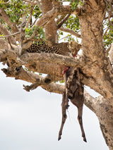 Nature's Offerings Poster och Canvastavla