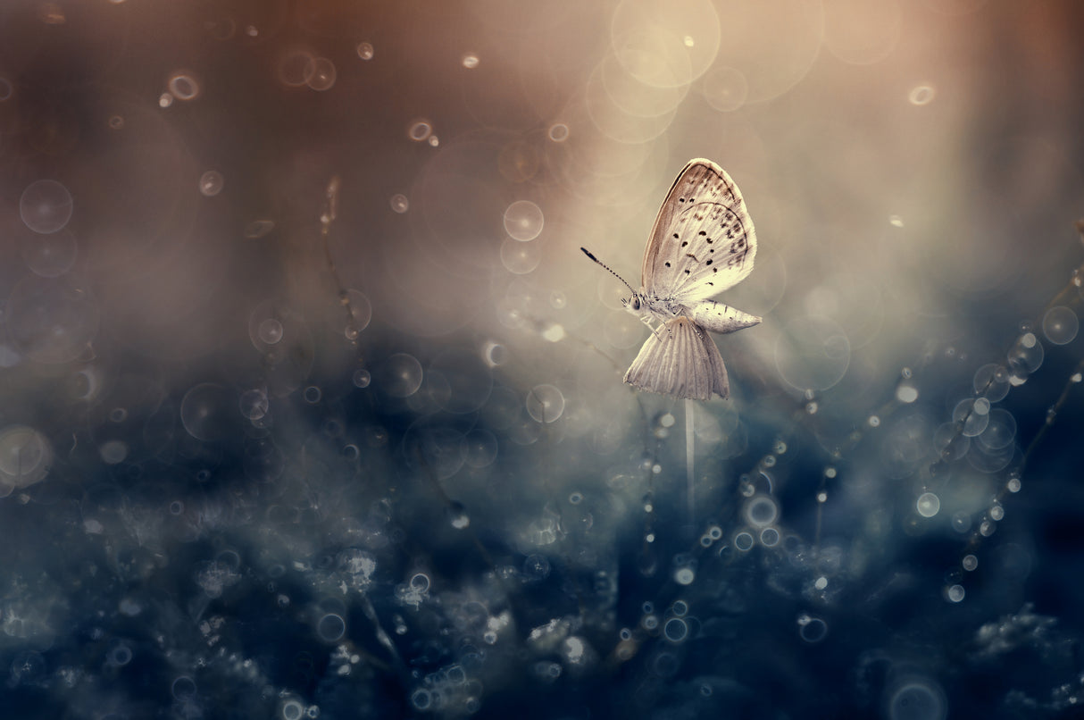 Butterfly on the Mushroom Poster och Canvastavla