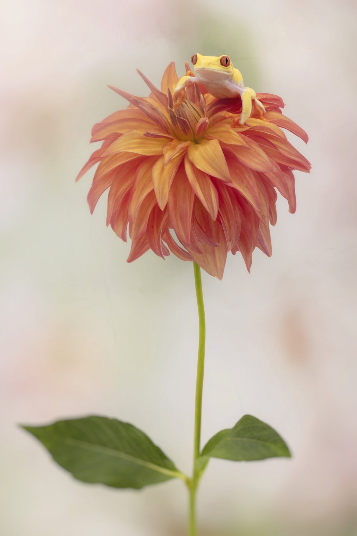Albino Red Eyed Tree Frog on a Dahlia Poster och Canvastavla