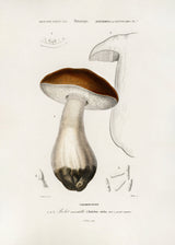 Penny Bun (boletus Edulis) Poster och Canvastavla