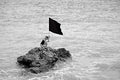 black flag Poster och Canvastavla