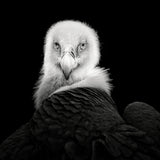Eurasian Griffon #6 Poster och Canvastavla