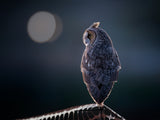 Night Watcher Poster och Canvastavla