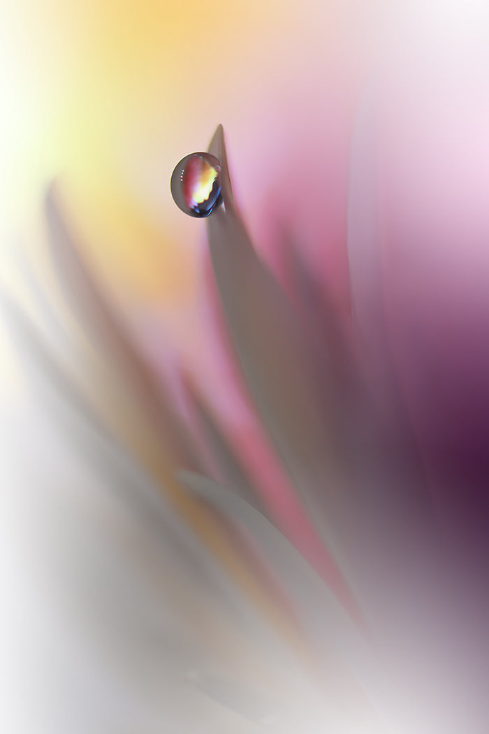 Abstract Illusion.. Poster och Canvastavla