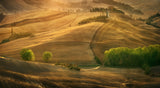 Tuscan summer... Poster och Canvastavla