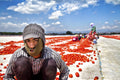 tomato worker Poster och Canvastavla
