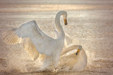 Brutal Swan Fight Poster och Canvastavla