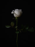 white rose Poster och Canvastavla