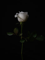 white rose Poster och Canvastavla