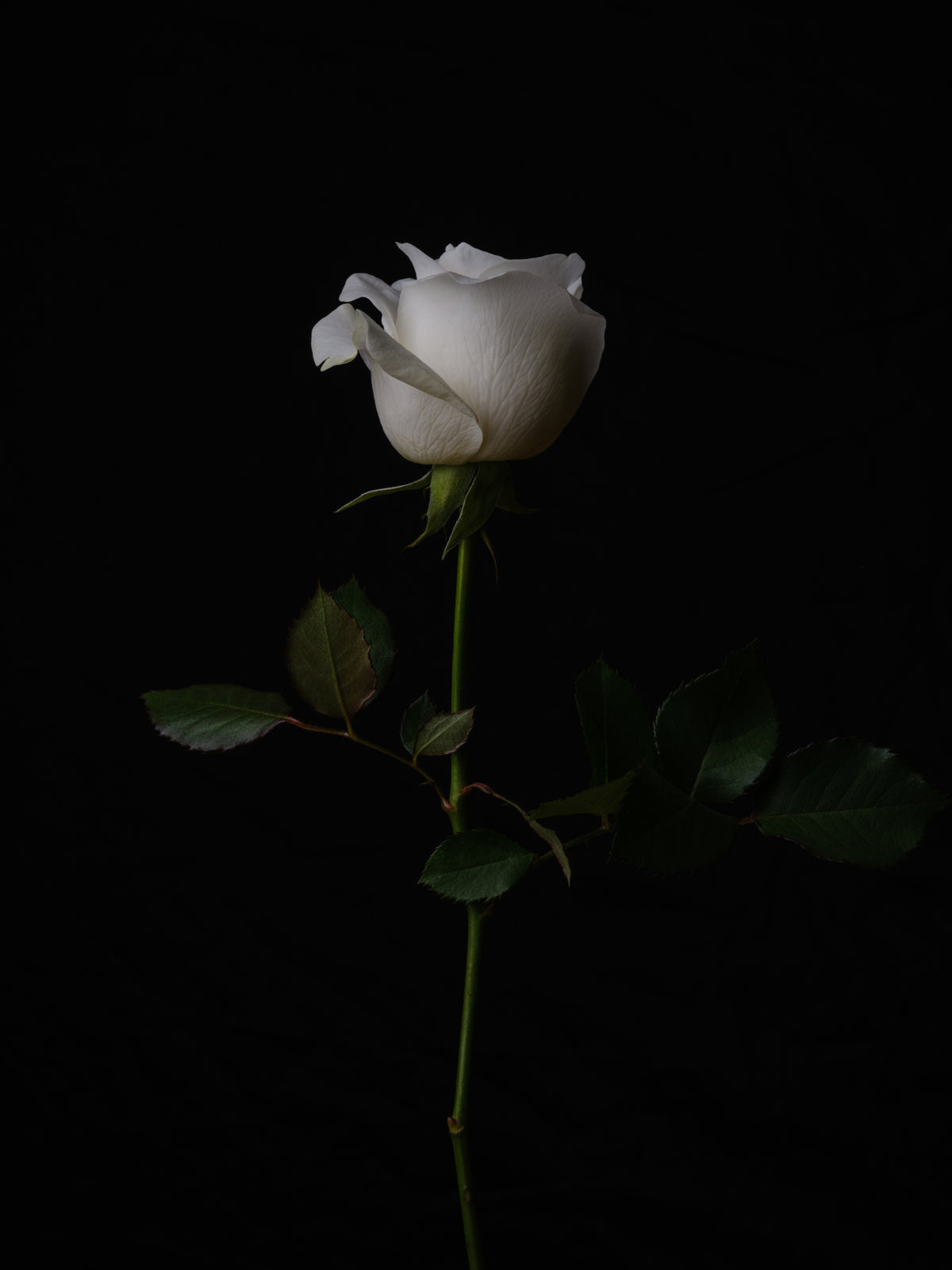 white rose Poster och Canvastavla
