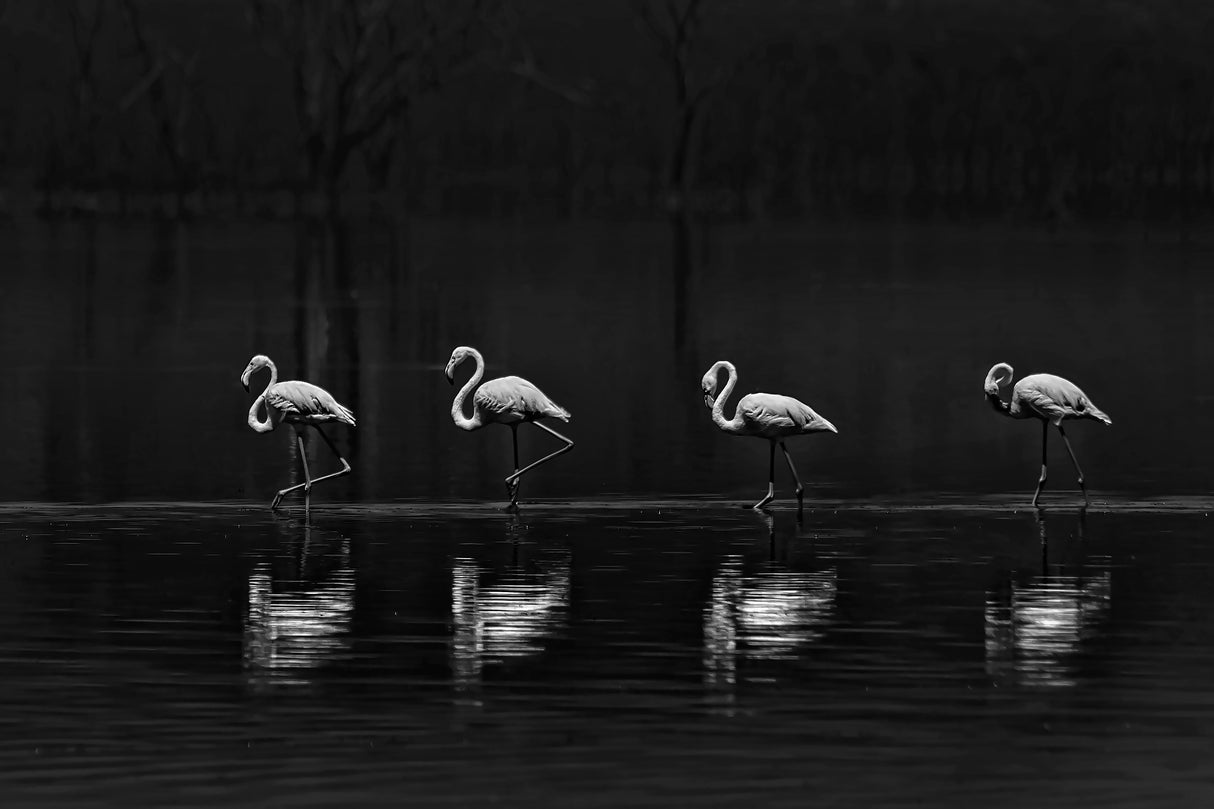 Flamingo lining up Poster och Canvastavla