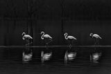 Flamingo lining up Poster och Canvastavla