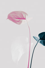 Monstera Creative 24 Poster och Canvastavla