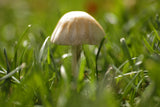MUSHROOM Poster och Canvastavla