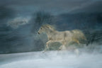 Winter scene Poster och Canvastavla
