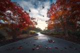Fall Colors Poster och Canvastavla