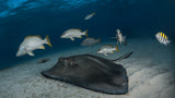 Join us to to enjoy ocean! Poster och Canvastavla