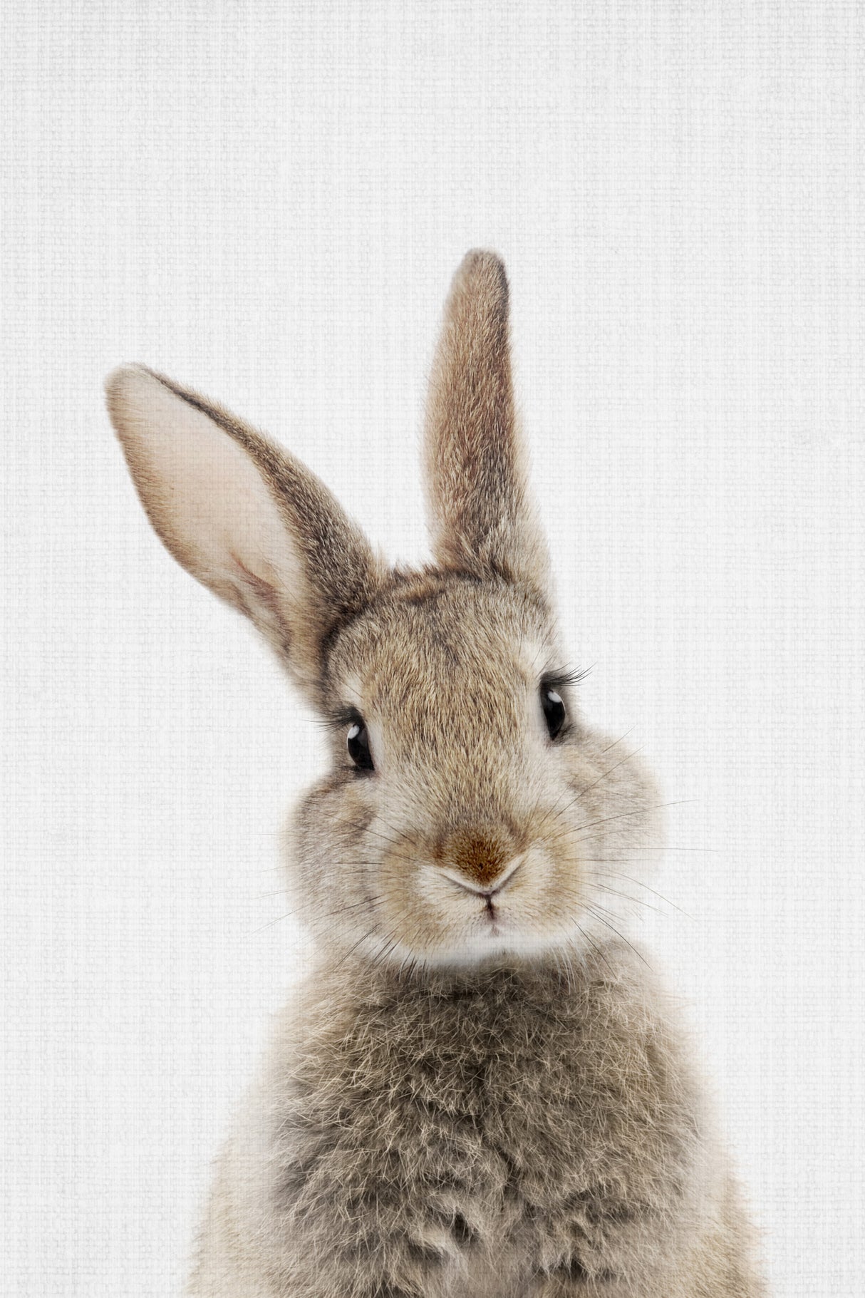 Peekaboo Bunny Poster och Canvastavla