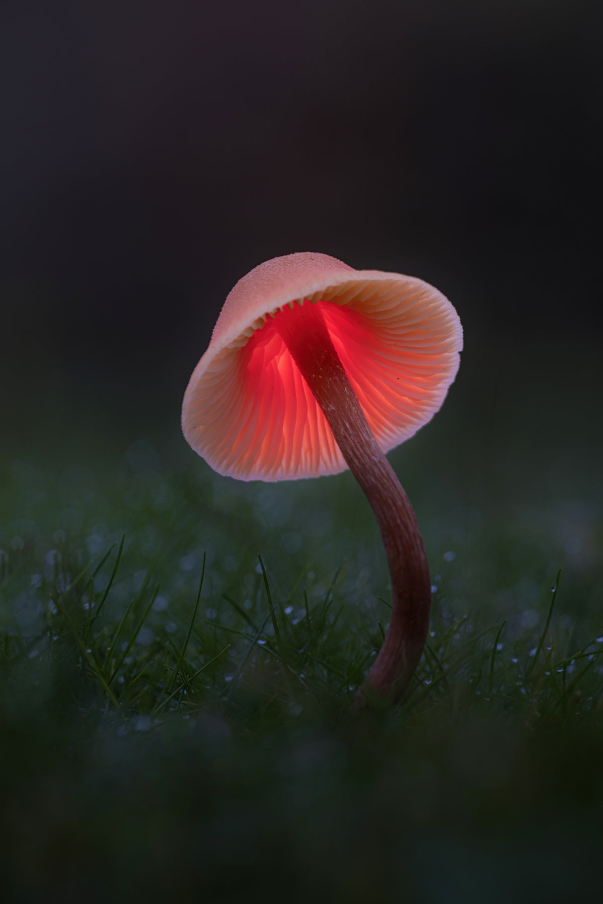 Light painting on a Mushroom Poster och Canvastavla
