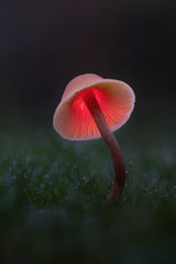 Light painting on a Mushroom Poster och Canvastavla