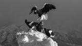 Stellar's   Eagle for territory Poster och Canvastavla
