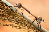 Golden Robberfly Moment Poster och Canvastavla