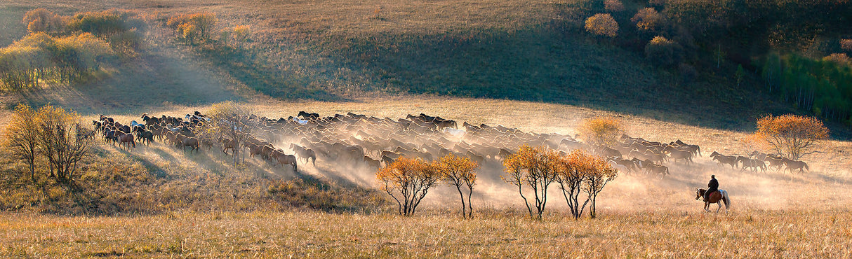 Horses Poster och Canvastavla