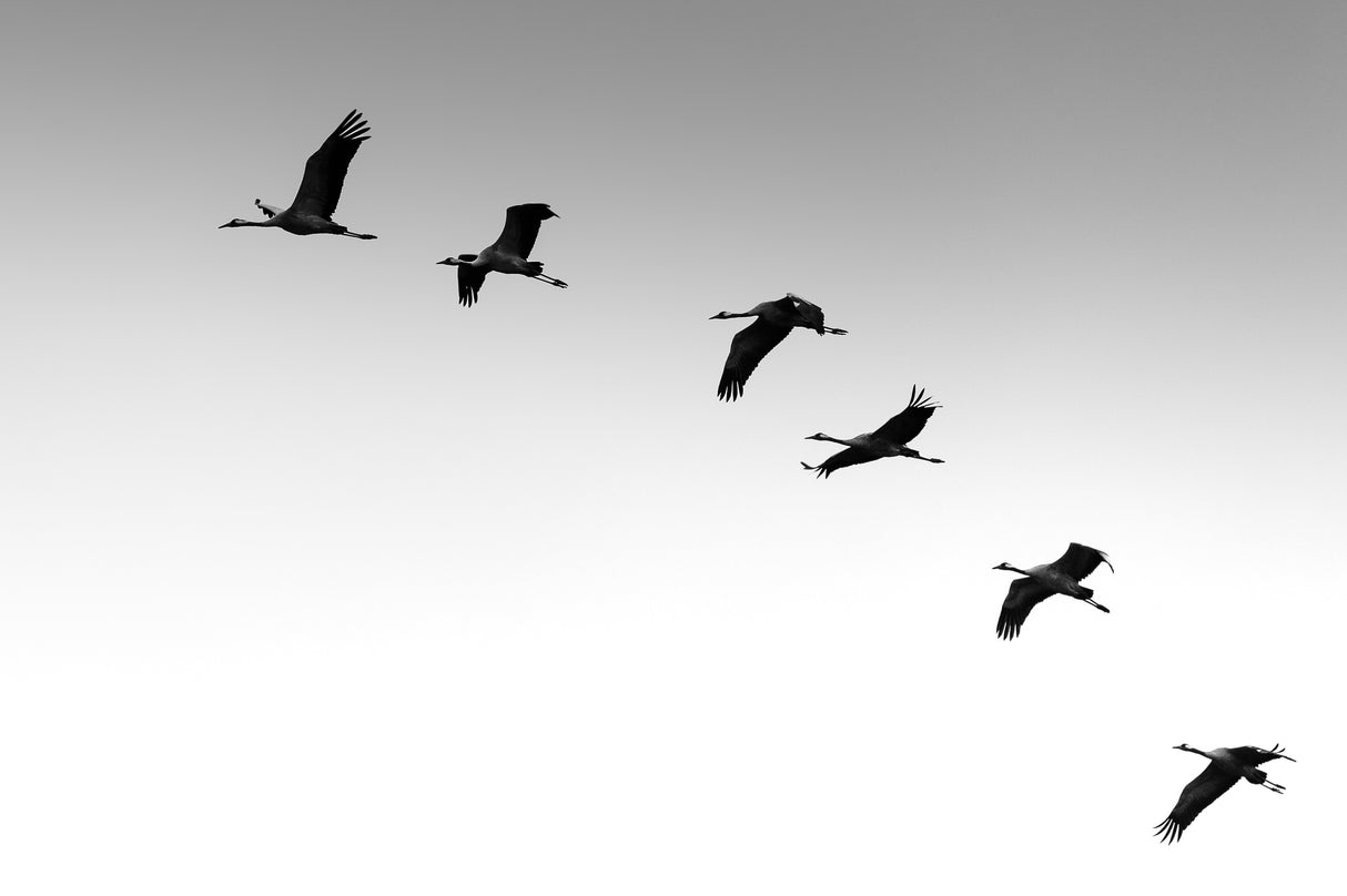 Cranes Poster och Canvastavla