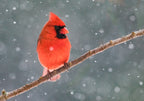 Mr. Cardinal in the snow Poster och Canvastavla