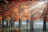 Sunny Cypress Trees Poster och Canvastavla