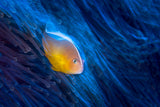 Clownfish Poster och Canvastavla