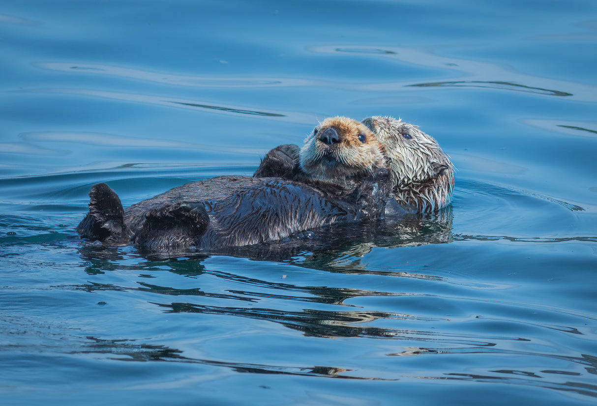 Otters basking in the Alaskan sun Poster och Canvastavla