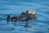 Otters basking in the Alaskan sun Poster och Canvastavla
