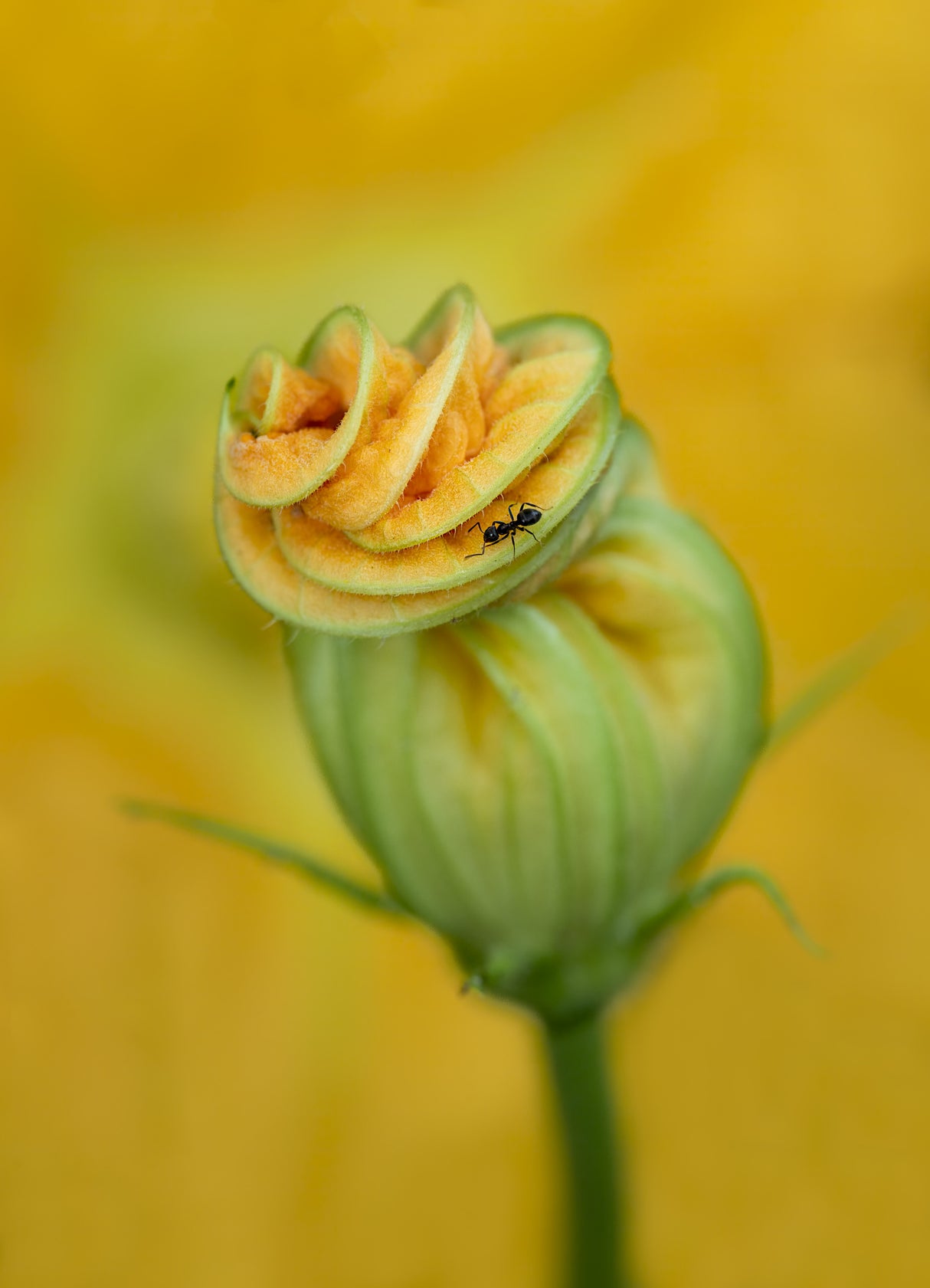 Zucchini flower with ant Poster och Canvastavla