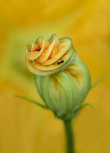 Zucchini flower with ant Poster och Canvastavla