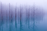 Misty Blue Pond Poster och Canvastavla