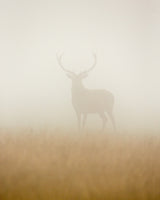 Ghost Stag Poster och Canvastavla
