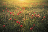 Poppy World III Poster och Canvastavla