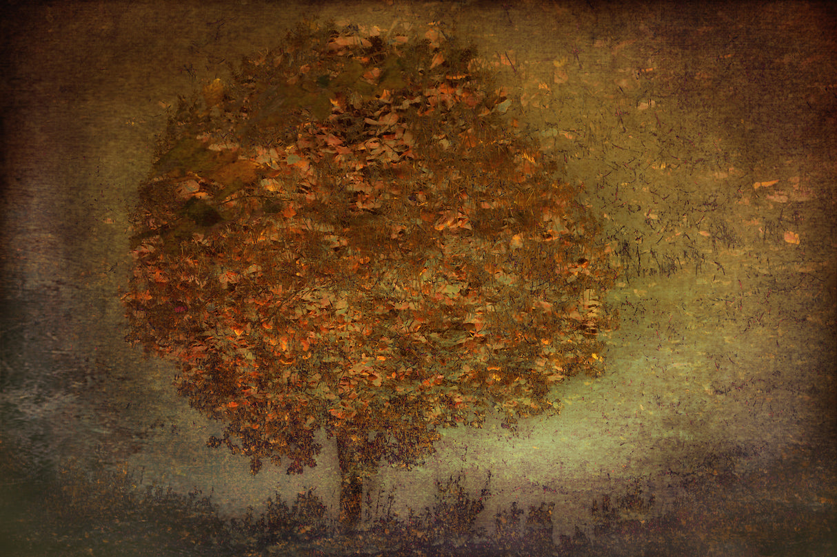 Autumn Tree Poster och Canvastavla