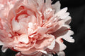 Blush peony VI Poster och Canvastavla