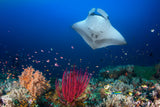 Ocean Manta Ray on the reef Poster och Canvastavla