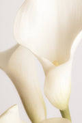 White Calla Lily No 2 Poster och Canvastavla