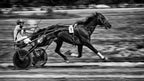full trotting Poster och Canvastavla