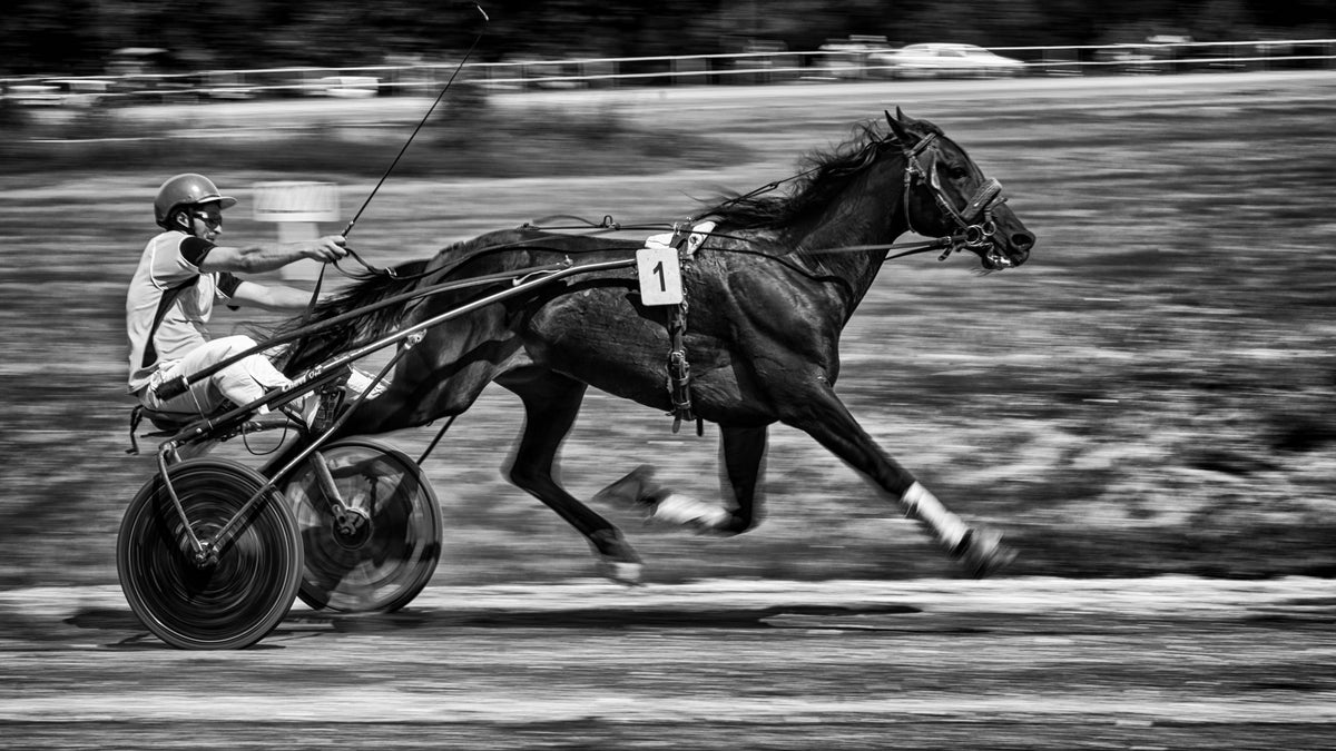 full trotting Poster och Canvastavla