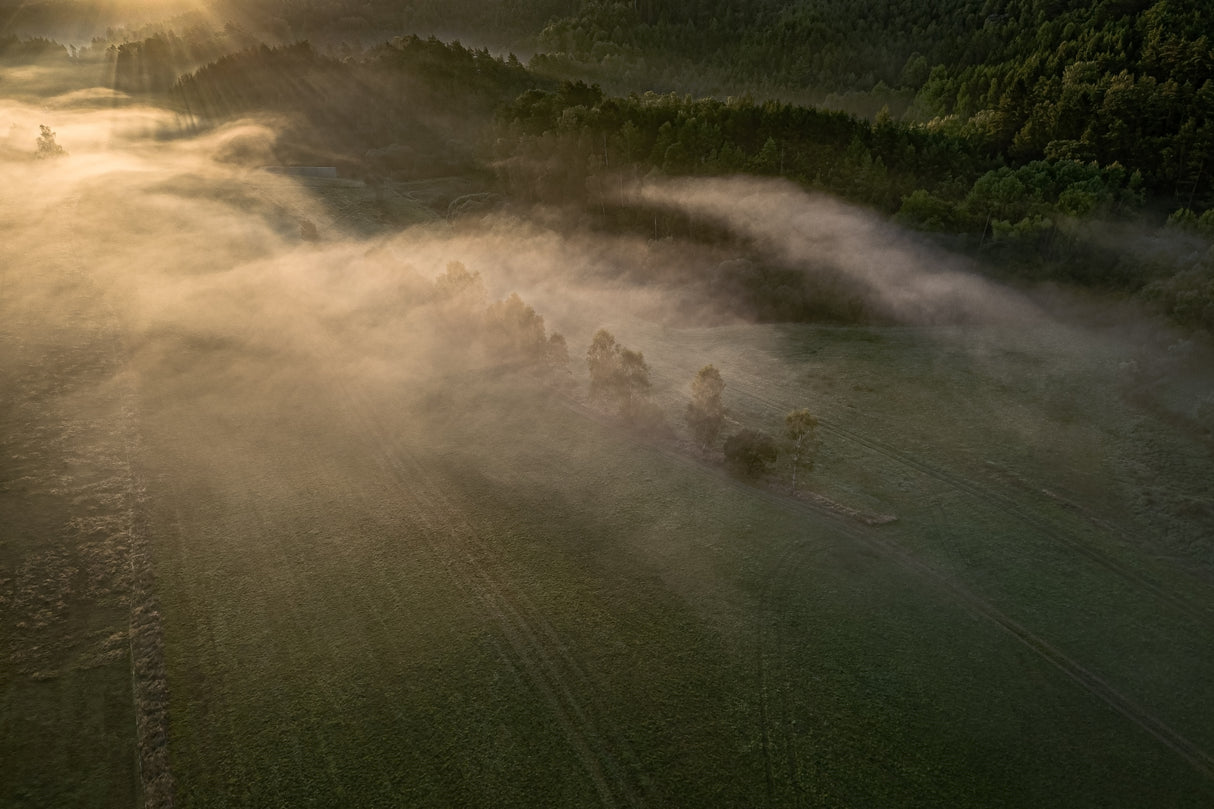 misty morning Poster och Canvastavla