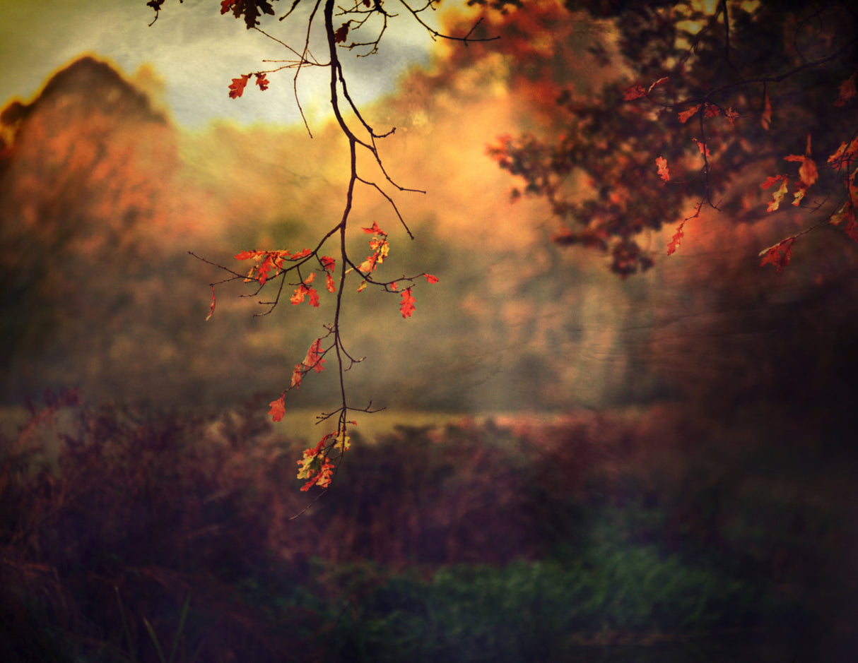 Autumn Thoughts... Poster och Canvastavla