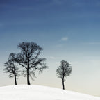 winter haiku Poster och Canvastavla
