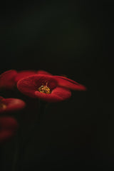Botanical Series - Red Blossom Poster och Canvastavla