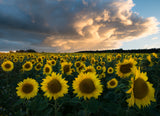 Sunflowers in Sweden. Poster och Canvastavla
